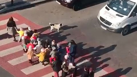 أغرب كلب في العالم.. يتطوع يوميًّا لحماية أطفال بالروضة أثناء عبورهم الشارع