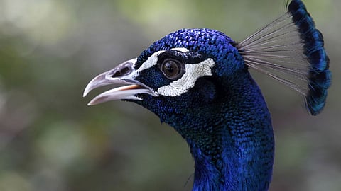 في مطاردة غريبة.. شرطة نيويورك تلاحق «طاووسًا» في شوارع بروكلين