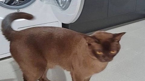 القطة «أوسكار».. كيف نجت من غسالة ملابس بعد 14 دقيقة من تشغيلها؟