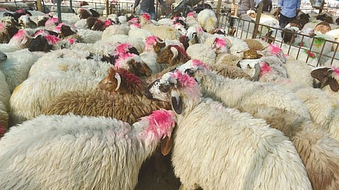 أمانة جدة تعتمد 7 مواقع لبيع الأنعام وتجهيز ٤ مسالخ رسمية استعدادًا للأضحى