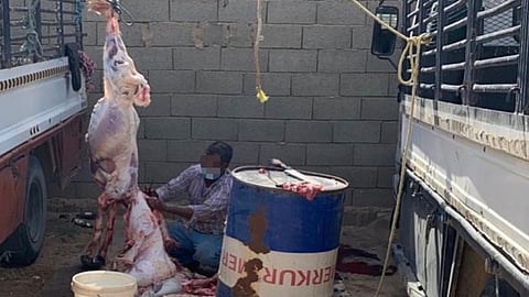 ضبط 9 مسالخ عشوائية مخالفة بالرس