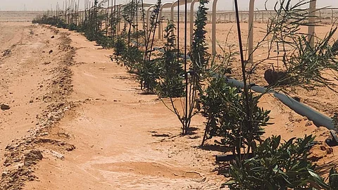 بالصور.. «بلدية القصب» تغرس 4600 شجرة بالعكرشية وميدان الفروسية