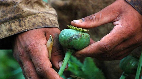 تداعيات كورونا في أفغانستان.. زراعة الأفيون أفضل من البطيخ