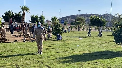 دعم الحزام الأخضر في مركز الشفا السياحي بزراعة 11 ألف م2 بنجيلة طبيعية