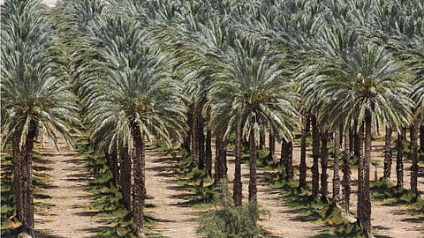 استعدادات بتبوك لجني محصول أكثر من مليون نخلة تضم 40 نوعًا من التمور