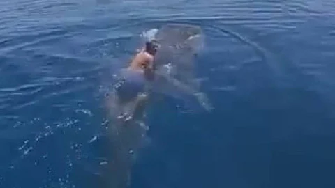 بالفيديو.. شاب سعودي يمتطي حوت في ينبع
