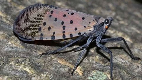 حشرة «الفانوس المرقط» تثير الذعر في أمريكا والمسؤولون: اقتلوها