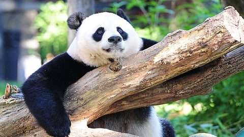 باندا عملاقة تنجب صغيرًا يتمتع بصحة جيدة في حديقة حيوان بواشنطن