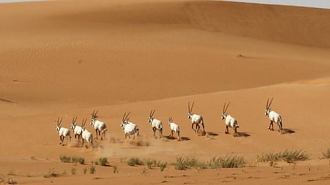 بالصور.. اختيار «عروق بني معارض» كأول محمية نموذجية بالمملكة