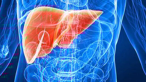 هل يُمكن نمو كبد جديد بجسم الإنسان؟.. علماء يوضحون