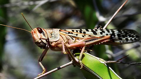 الصين تشهد أسوأ موجة غزو للجراد منذ عقود