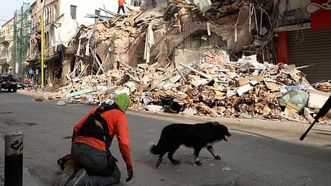 بعد شهر من انفجار بيروت.. الكلب "فلاش" يبحث عن ناجين تحت الأنقاض