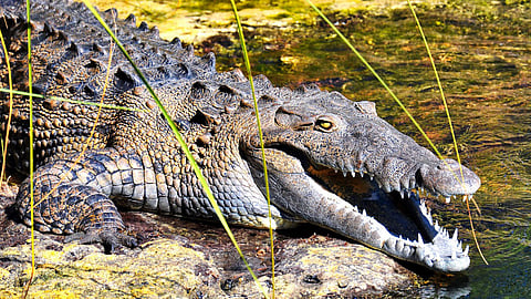 قرويون يحتجزون تمساحًا «رهينة» ويطلبون «فدية» لإطلاق سراحه