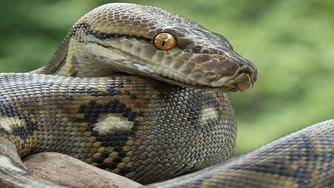 أفعى مُسنة تُحير العلماء وتبيض دون ذكر في حدث فريد من نوعه