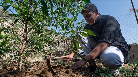 بالصور.. أصغر مزارع للبن الخولاني في السعودية.. عمره 17 عامًا ويجمع بين العمل والدراسة.. ووالدته تقوم بمساعدته