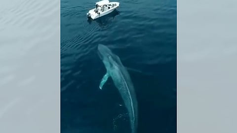 بالفيديو.. شاهد الحوت الأزرق يجوب المحيط بجوار أحد اليخوت.. هل يبتلعه؟