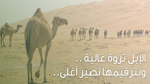 عقوبتان تنتظر أصحاب الأبل غير المرقمة.. و«البيئة»: رقمنا 1.4 مليون رأس