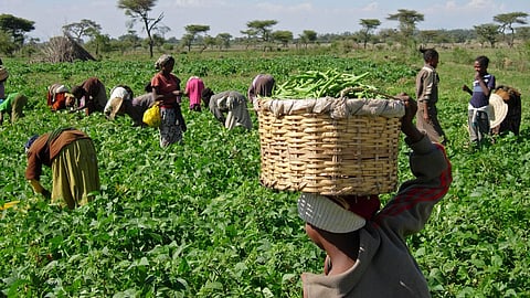 إثيوبيا تحصل على 80 مليون دولار من البنك الدولي لدعم الزراعة