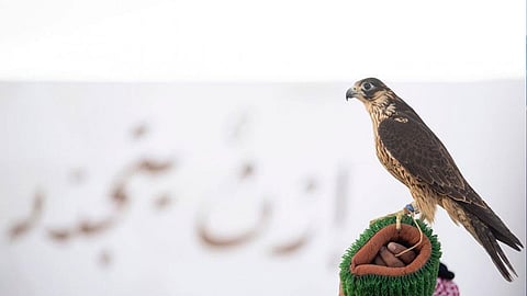 غدًا.. انطلاق مزاد نادي الصقور الأول من نوعه في الرياض