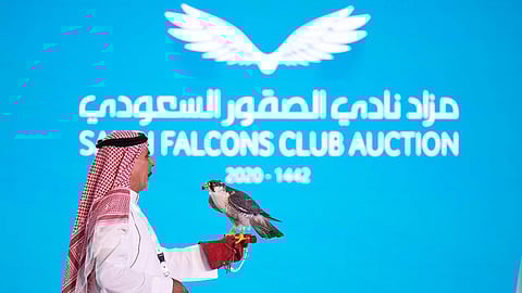 ربع مليون ريال.. حصاد بيع صقرين في مزاد النادي السعودي