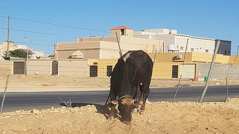 ثور هارب يتجول في طرق بريدة.. ودوريات المرور تتدخل