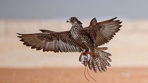 386 ألف ريال مبيعات اليوم الـ16 لمزاد الصقور