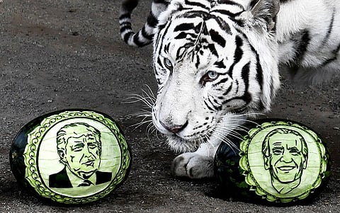 بالصور.. بايدن يكتسح ترامب في «اقتراع الحيوانات» بسيبيريا