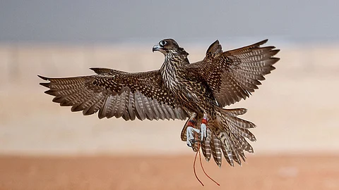 رئيس المركز الوطني لتنمية الحياة الفطرية: سنعمل على تطوير آلية إصدار جوازات الصقور