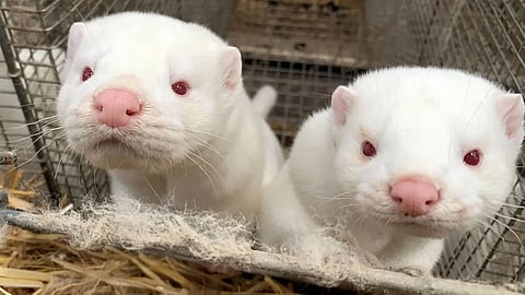 «الصحة العالمية» قلقلة من ظهور «كورونا المتحور» في مزارع المنك وانتقاله إلى البشر