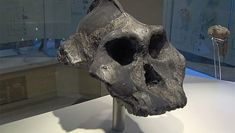 علماء آثار يكتشفون جمجمة عمرها مليونا عام لأشباه البشر