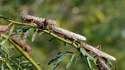 تعرّف على أهم مؤشرات حالة الجراد الصحراوي.. ومستوى الخطر المتوقَّع على المملكة