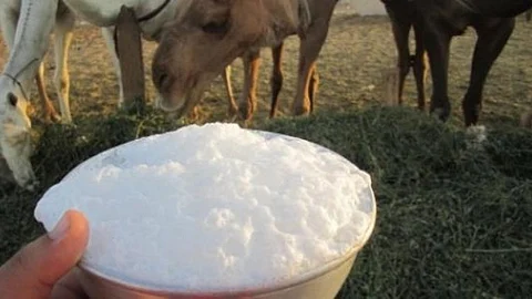 النمر يحددّ شرطين لتناول شحم الخروف.. ويوضح تأثير لبن الإبل على مرضى القلب والضغط