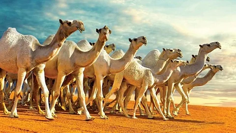 «نادي الإبل» يفتح باب «التسجيل المتأخر» بمهرجان الملك عبد العزيز