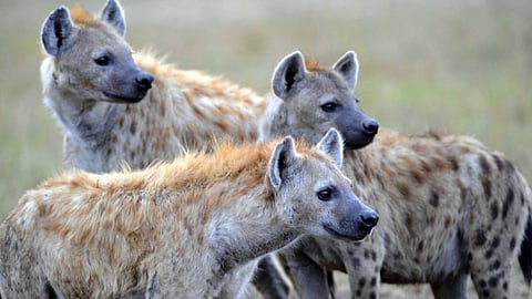 ضباع تجر رجلًا من منزله وهو نائم وتلتهم نصف جسده السفلي