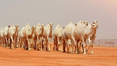 بالأسماء.. تأهل 10 مشاركين للمرحلة النهائية لفئة الفحل المنتج مجاهيم بمهرجان الملك عبدالعزيز