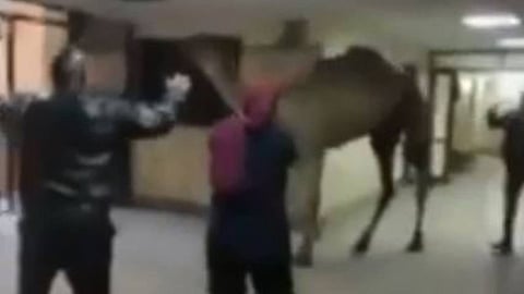 بالفيديو. جمل ضخم يقتحم مستشفى بمصر.. والسلطات تفتح تحقيقًا في الواقعة