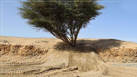 بالصور.. «البيئة» تعيد تأهيل أشجار تضررت جراء السيول في محافظة أملج