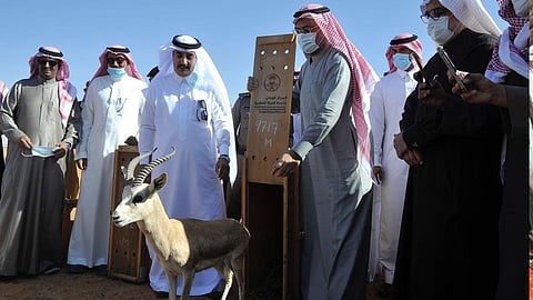 «الحياة الفطرية» تطلق 15 من ظباء الريم في منتزه «مرات» بالرياض
