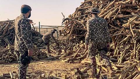 ضبط 69 شخصًا بينهم 37 مواطنًا بحوزتهم كميات كبيرة من الحطب المحلي