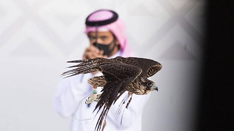 واقعة نادرة أبطالها 3 أشقاء بحرينيين بمهرجان الملك عبدالعزيز للصقور