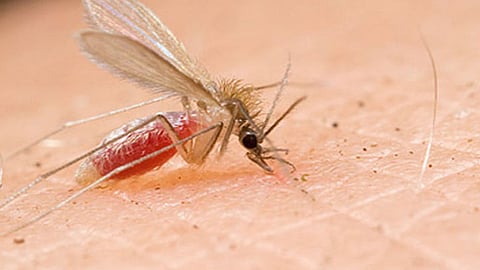 «الصحة» تحذر من «الليشمانيا» وتوضح طرق انتقاله وأماكن انتشاره