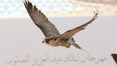 «المنصوري» يحصد 5 كؤوس بمهرجان الملك عبدالعزيز للصقور