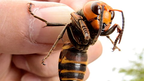 النحل الآسيوي يحمي خلاياه من الهجمات القاتلة بسلوك «مقزز».. تعرف عليه