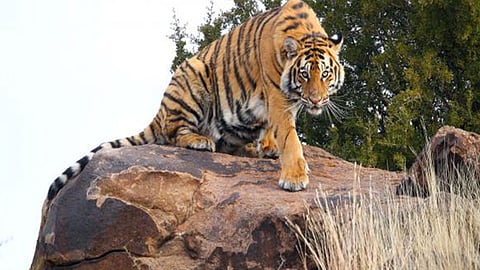 رصد نمر بنغالي ملكي يتجول على ارتفاع شاهق في نيبال