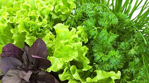 الخضراوات الورقية.. فوائد مذهلة ضد الشيخوخة المبكرة