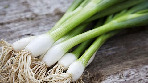 البصل الأخضر