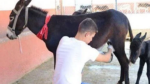 لبن الحمير.. إقبال متزايد بسبب «كورونا» وفوائد متعددة لمواجهة أمراض كثيرة