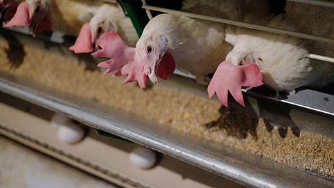 كوريا الجنوبية تعدم 9.6 مليون طائر بسبب إنفلونزا الطيور