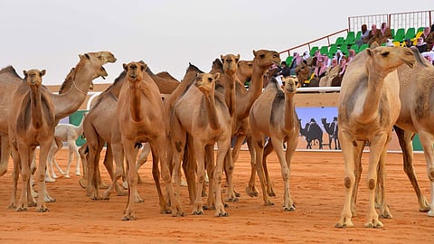 660 عيِّنة لإثبات نسب الفحل وإنتاجه في مهرجان الملك عبدالعزيز للإبل