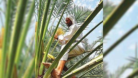 «الزعاق» يكشف الأساب المناخية لخروج «طلع النخل» قبل موعده